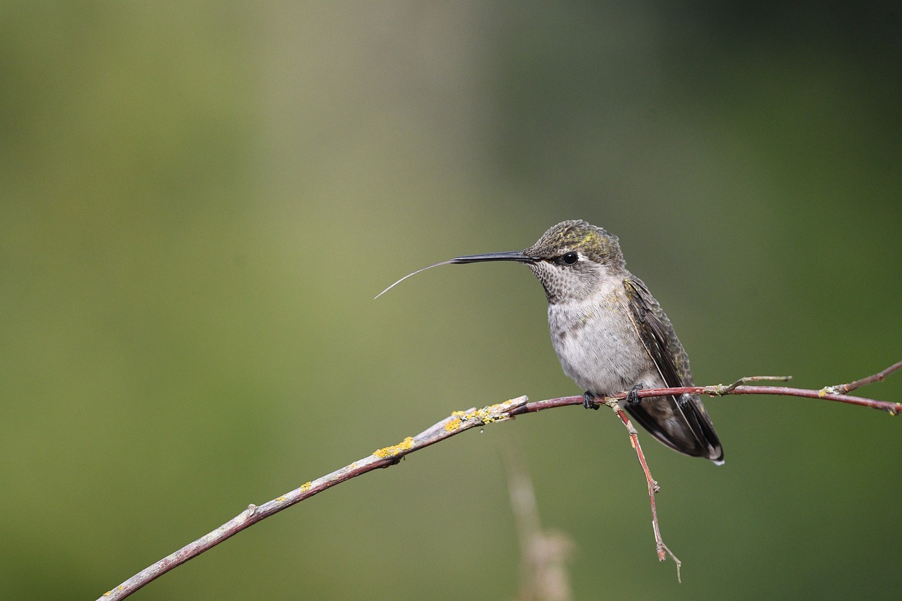 a small bird sitting on top of a tree branch, by Robert Brackman, flickr, bee hummingbird, with a straw, idaho, big chin