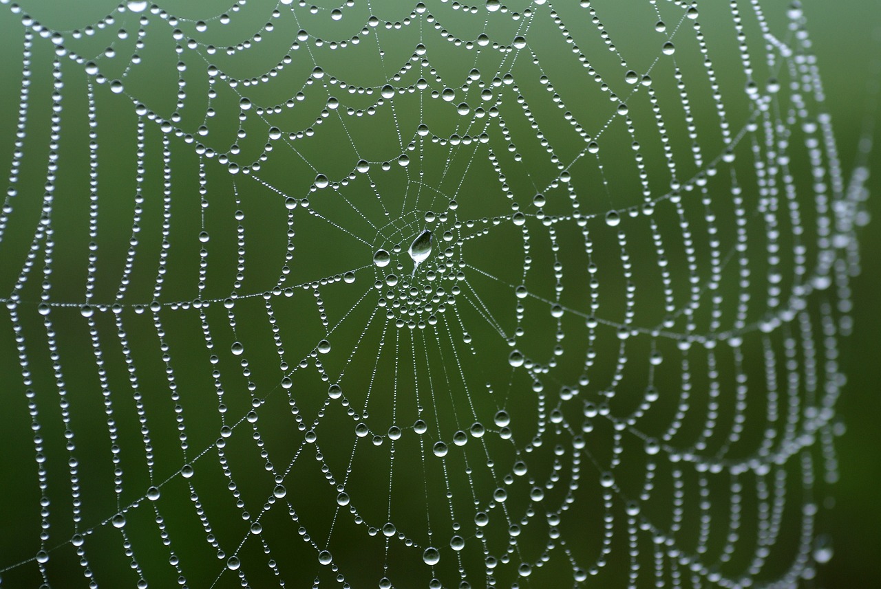 a spider web with water droplets on it, by Karel Štěch, beads of sweat, wallpaper”, intricate”