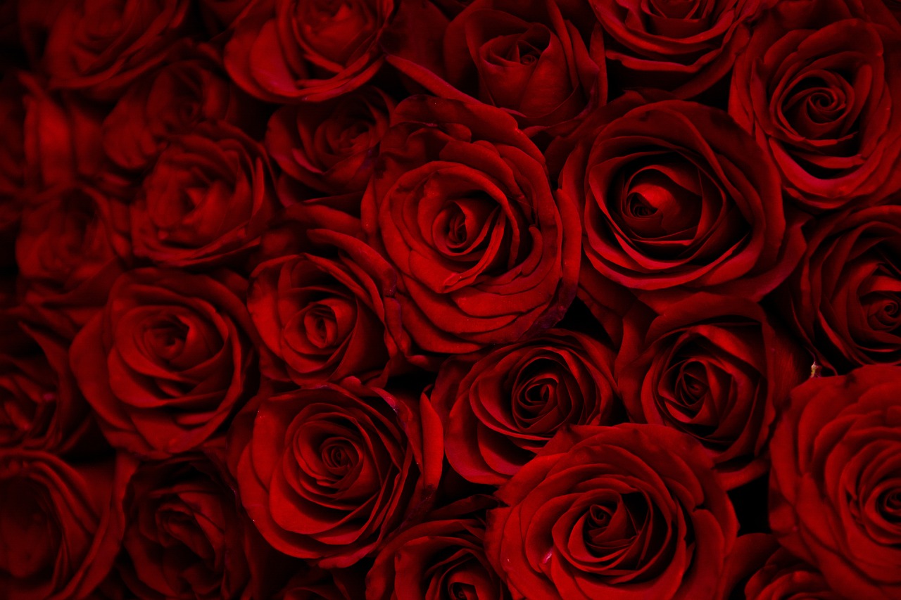 a close up of a bunch of red roses, digital art, by Anna Haifisch, pexels, romanticism, stock photo, moulin rouge, insanely fine detail, backroom background