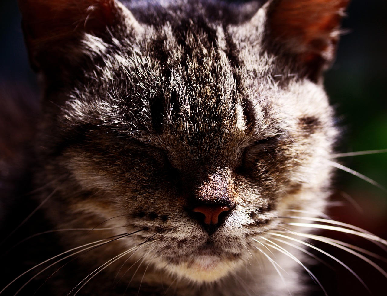 a close up of a cat with its eyes closed, flickr, some dappled light, ((portrait)), taken with a pentax1000, cheshire cat