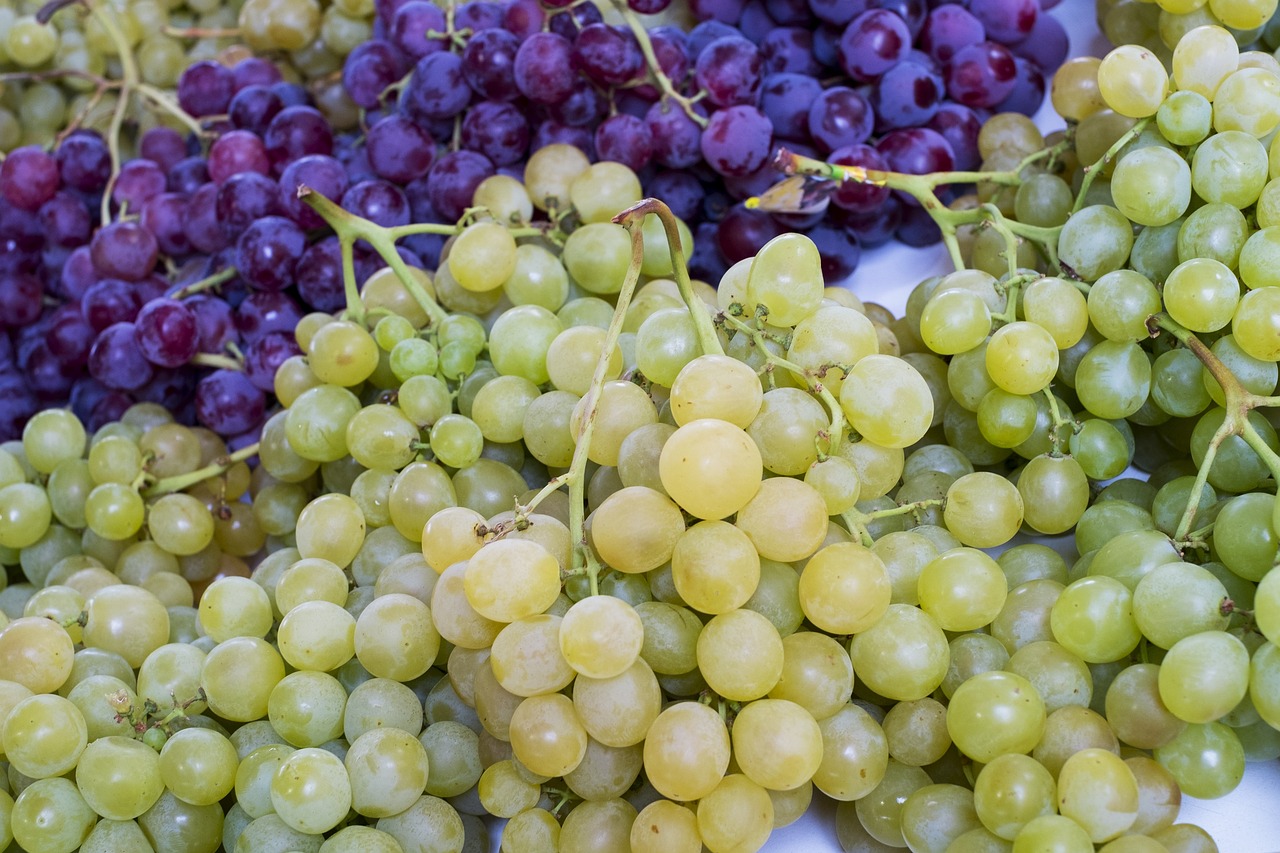 a close up of a bunch of grapes, a picture, shutterstock, renaissance, variations, closeup photo, flat, godrays from the right