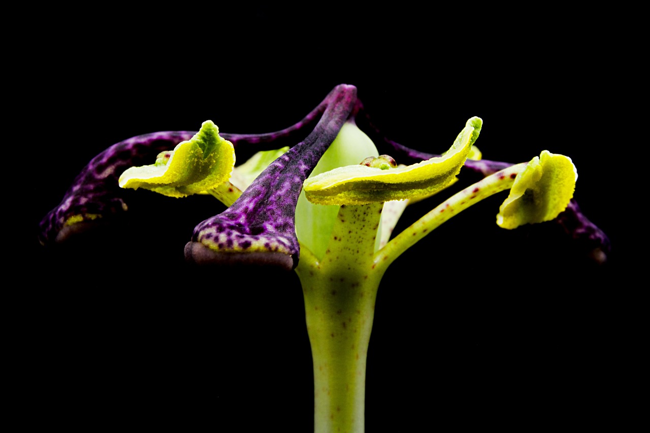a close up of a flower on a black background, by Robert Brackman, carnivorous plants, yellow purple green black, over-shoulder shot, shot on a 9.8mm wide angle lens