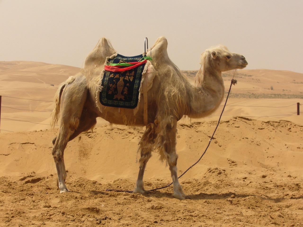 a camel with a saddle in the desert, a picture, by Susan Heidi, flickr, arabesque, that resembles a bull\'s, chinese, hot and humid, crane