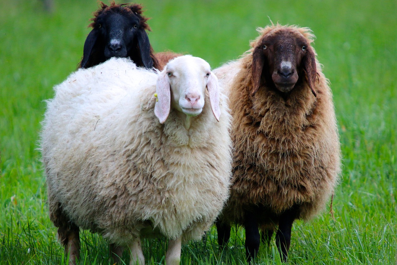 a couple of sheep standing on top of a lush green field, a picture, shutterstock, romanticism, three colors, long curly fur, they are close to each other, dark-skinned