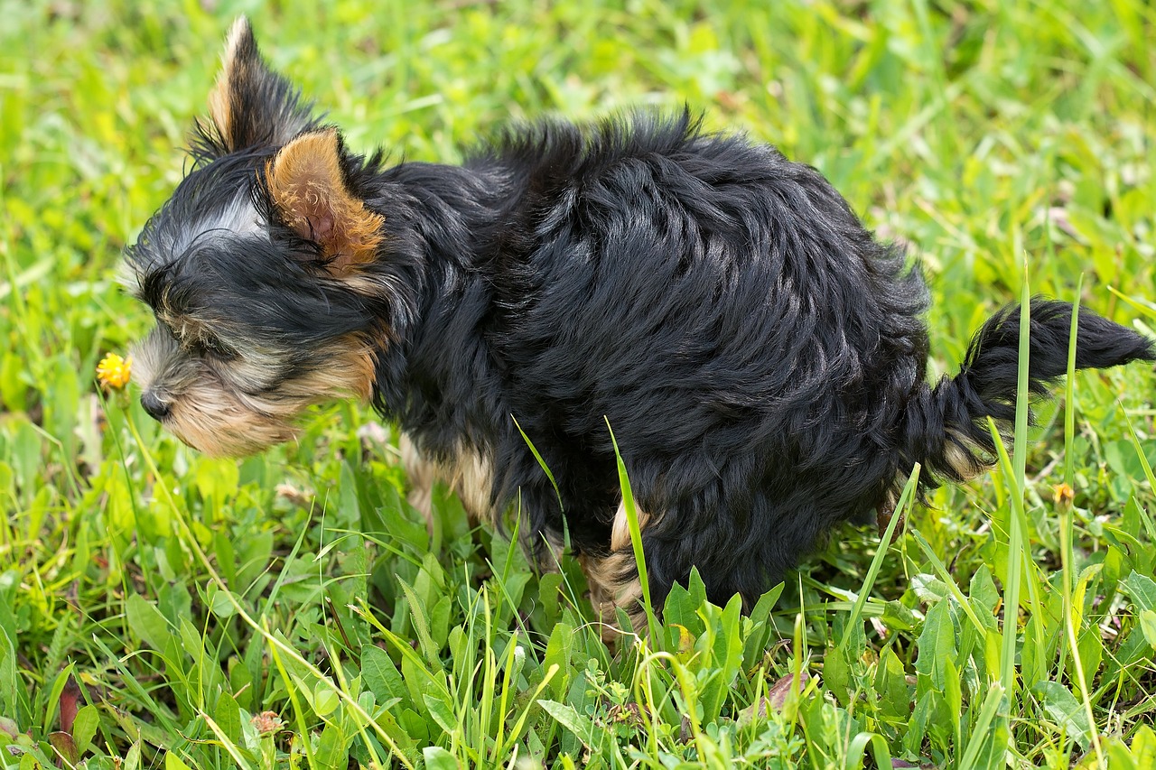a small dog standing on top of a lush green field, there is full bedpan next to him, smoking with squat down pose, ruffles, black