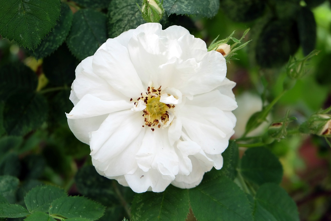 a close up of a white flower with green leaves, inspired by Charlotte Nasmyth, flickr, romanticism, rose-brambles, beautiful flower, open, rose twining