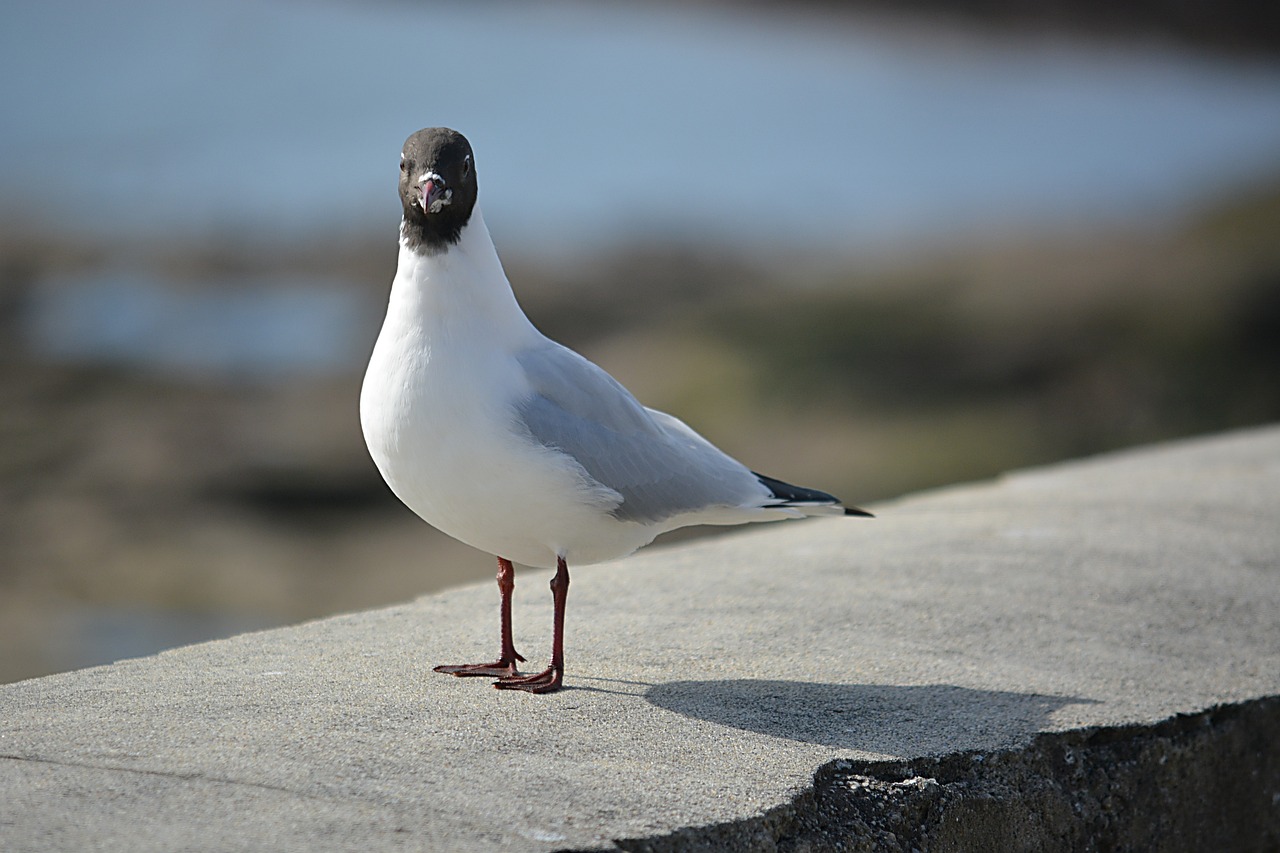 a seagull standing on the edge of a concrete wall, a picture, pixabay, happening, pretty face!!, photo taken with canon 5d, off camera flash, looking at you