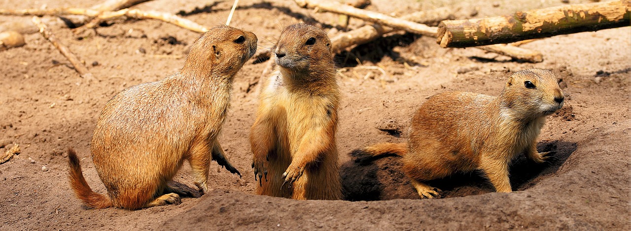 a couple of small animals standing next to each other, by Stefan Gierowski, shutterstock, gopher, three animals, in an action pose, well-detailed