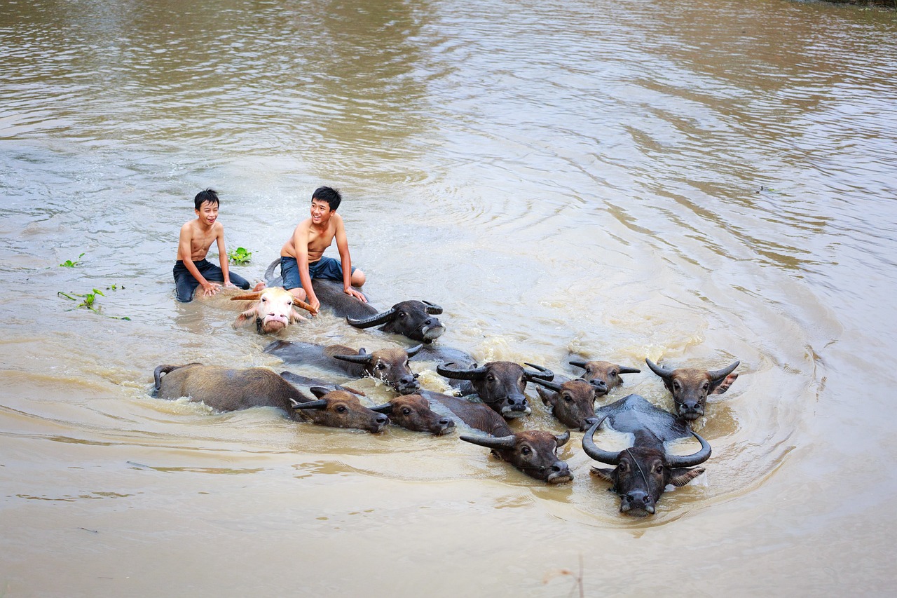a number of animals in a body of water, a picture, pexels, hog rider, laos, 64x64, flooding