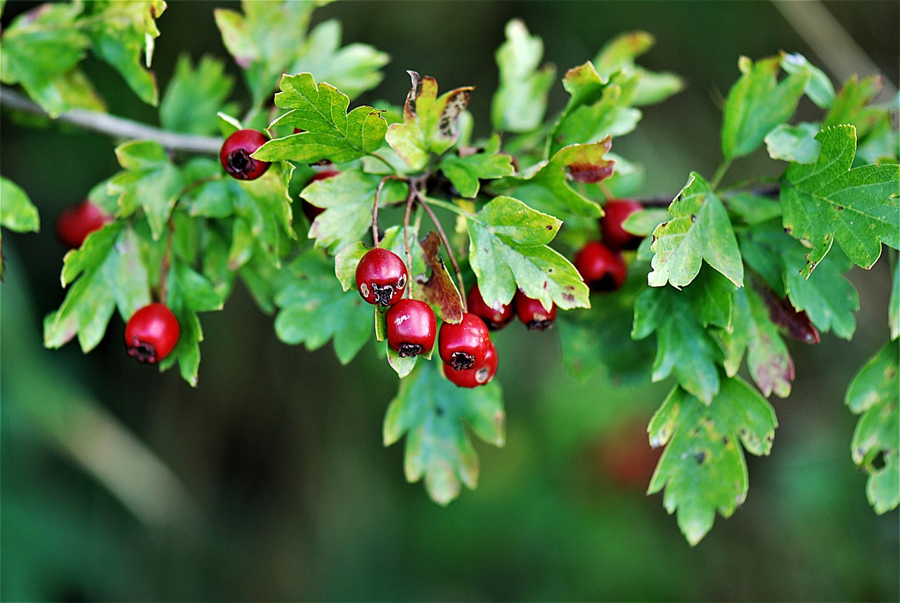 a close up of a bunch of berries on a tree, a photo, by Istvan Banyai, hurufiyya, oaks, green and red plants, istockphoto, wet leaves