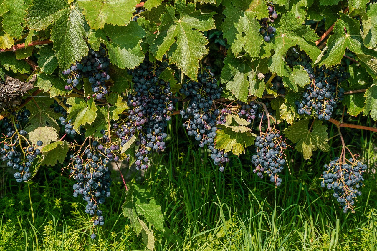 a bunch of grapes hanging from a vine, by Jacob Kainen, happening, f / 1, vivid composition, f/4, 4 0 9 6