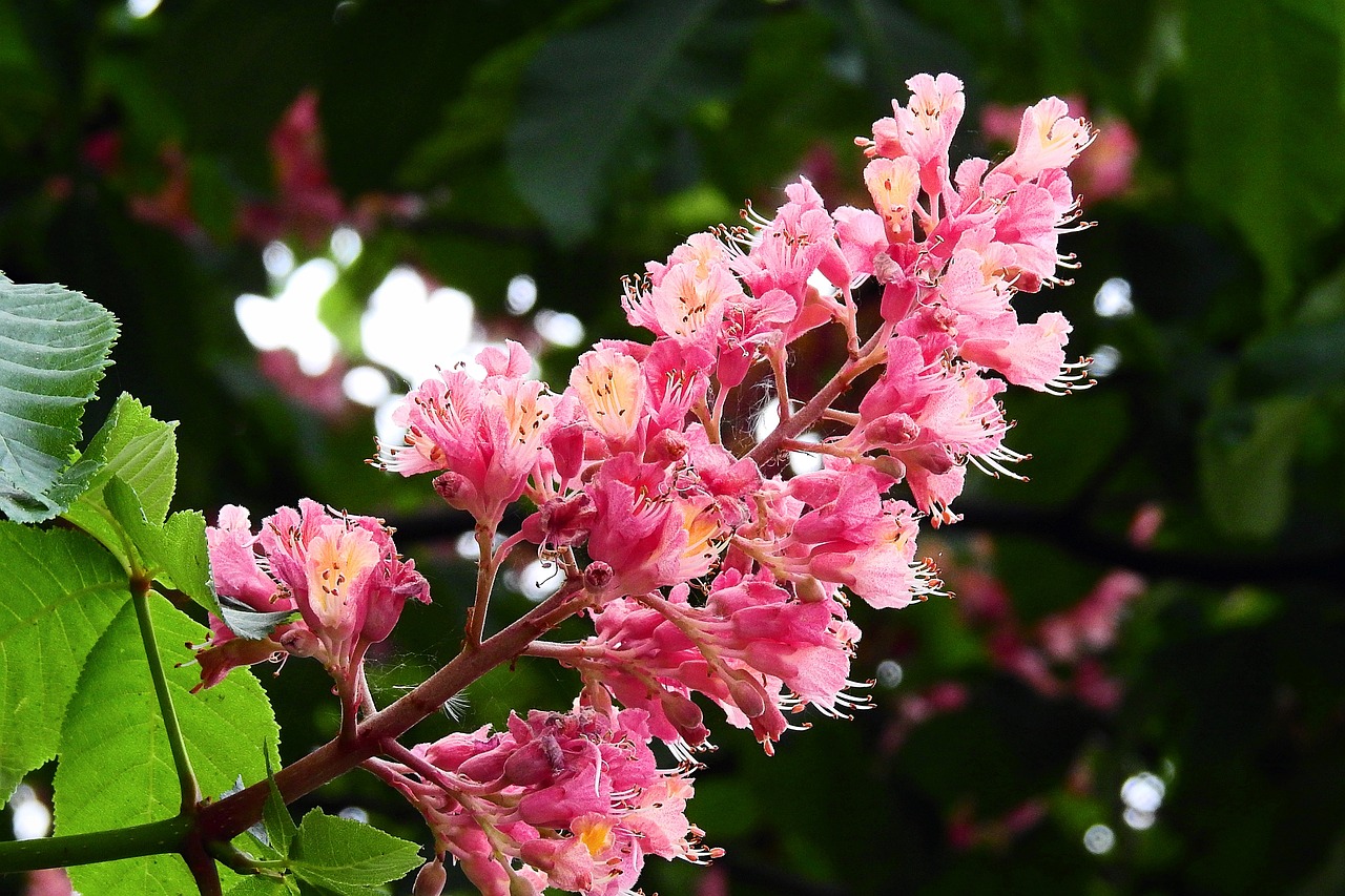 a close up of a pink flower on a tree, inspired by Barbara Nasmyth, flickr, hurufiyya, sweet acacia trees, flame shrubs, proteus vulgaris, beautiful flower