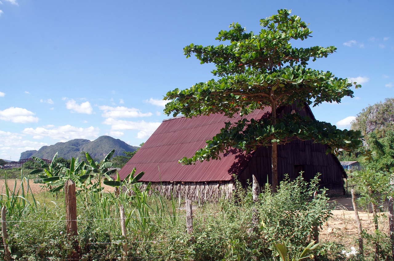 a barn sitting in the middle of a lush green field, by Ceferí Olivé, flickr, folk art, madagascar, fig leaves, galvalume metal roofing, kuntilanak on bayan tree