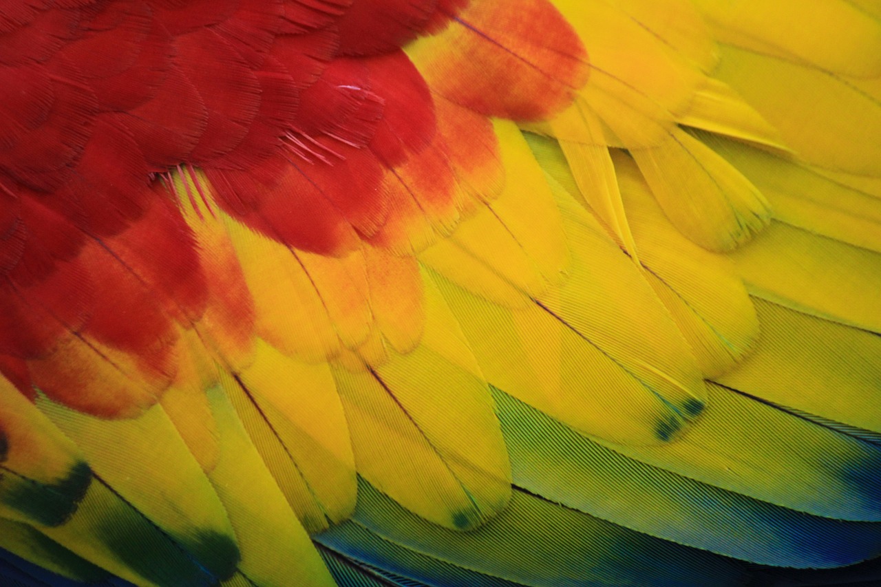 a close up of a red and yellow bird's feathers, fine art, parrots, iphone background, with a bright yellow aureola, annie leibowit