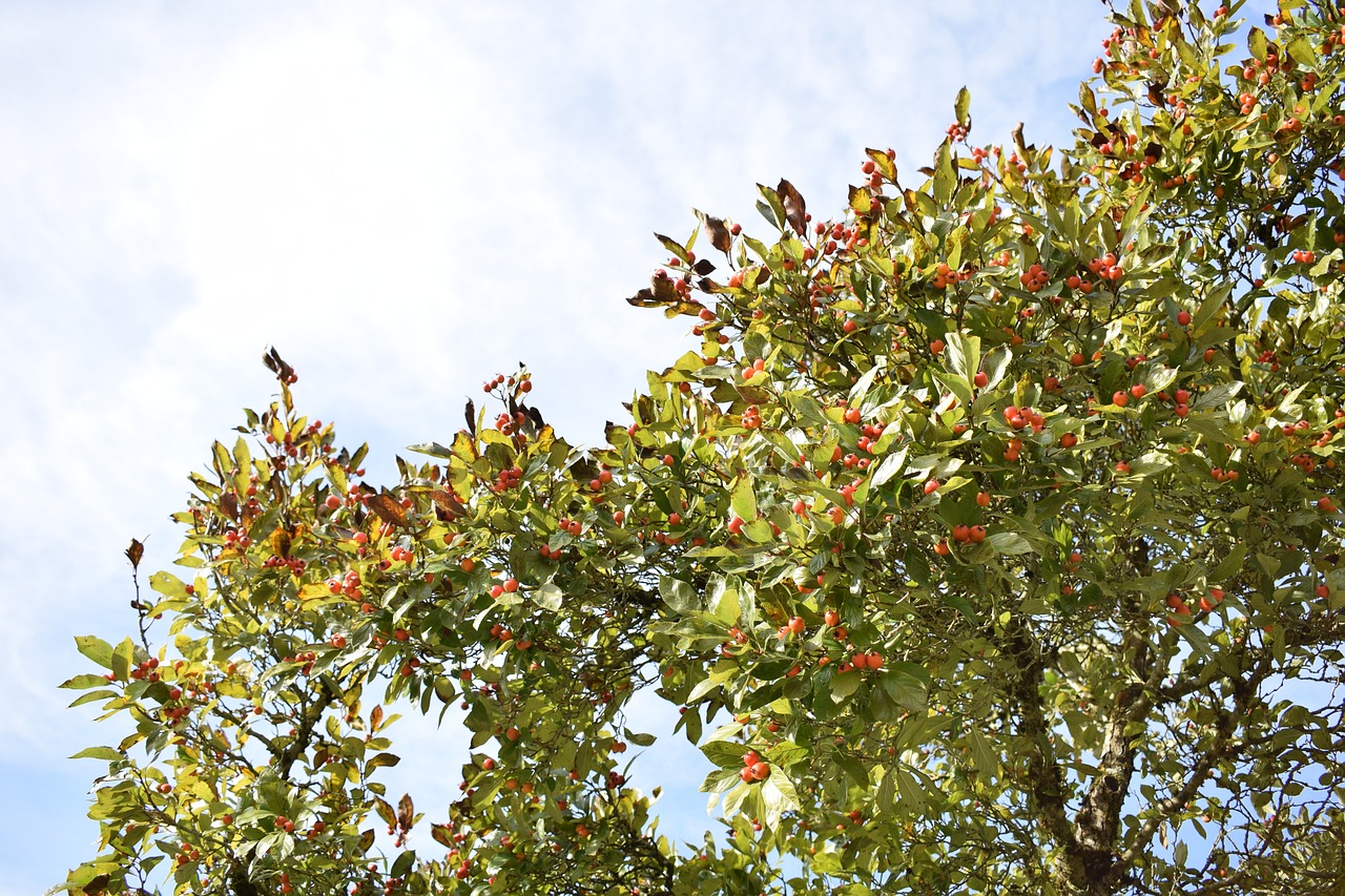 a group of birds sitting on top of a tree, a photo, wild berries, low angle photo, high res photo, background of poison apples