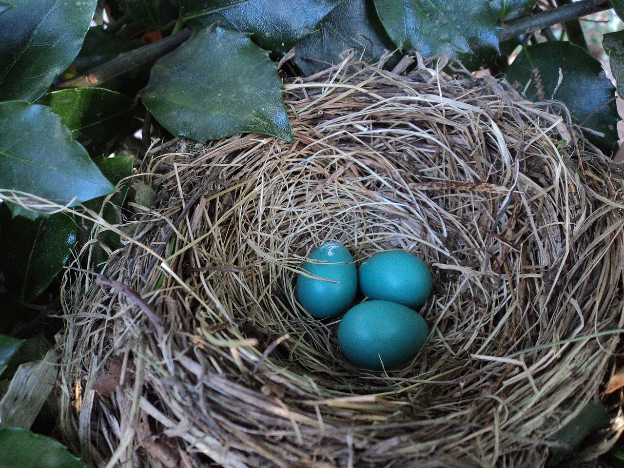 a bird nest with three blue eggs in it, a photo, pixabay, hurufiyya, emerald, robin, chalk, bird