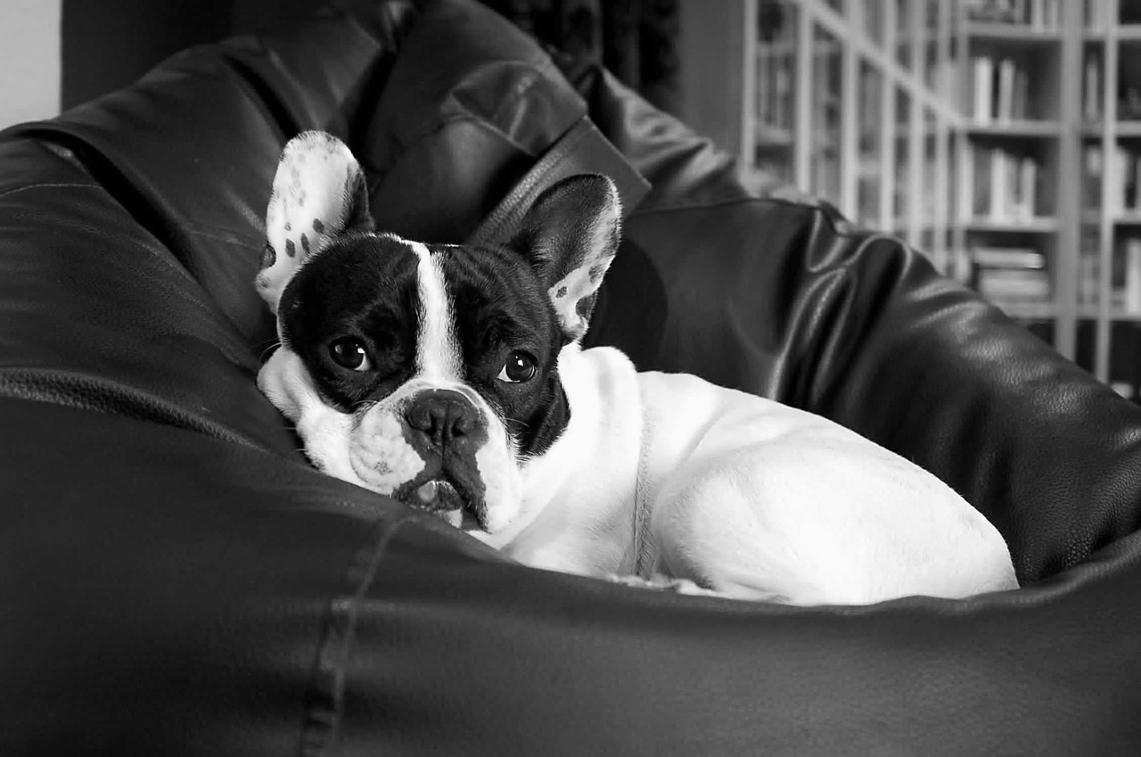 a black and white photo of a dog laying on a bean bag chair, inspired by Elliott Erwitt, pexels, fine art, french bulldog, beautiful face!!!!, taken with my nikon d 3, beautiful grumpy girl