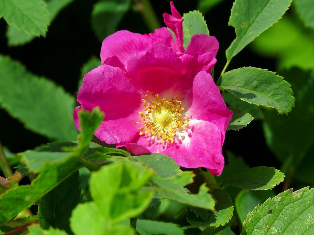 a close up of a pink flower with green leaves, by Lorraine Fox, rose-brambles, 7 0 mm photo, rich deep pink, various posed