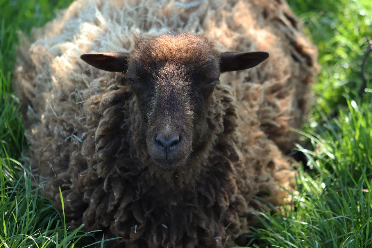 a sheep that is laying down in the grass, a portrait, flickr, furry brown body, warm spring, 4 0 9 6, mystic sheperd