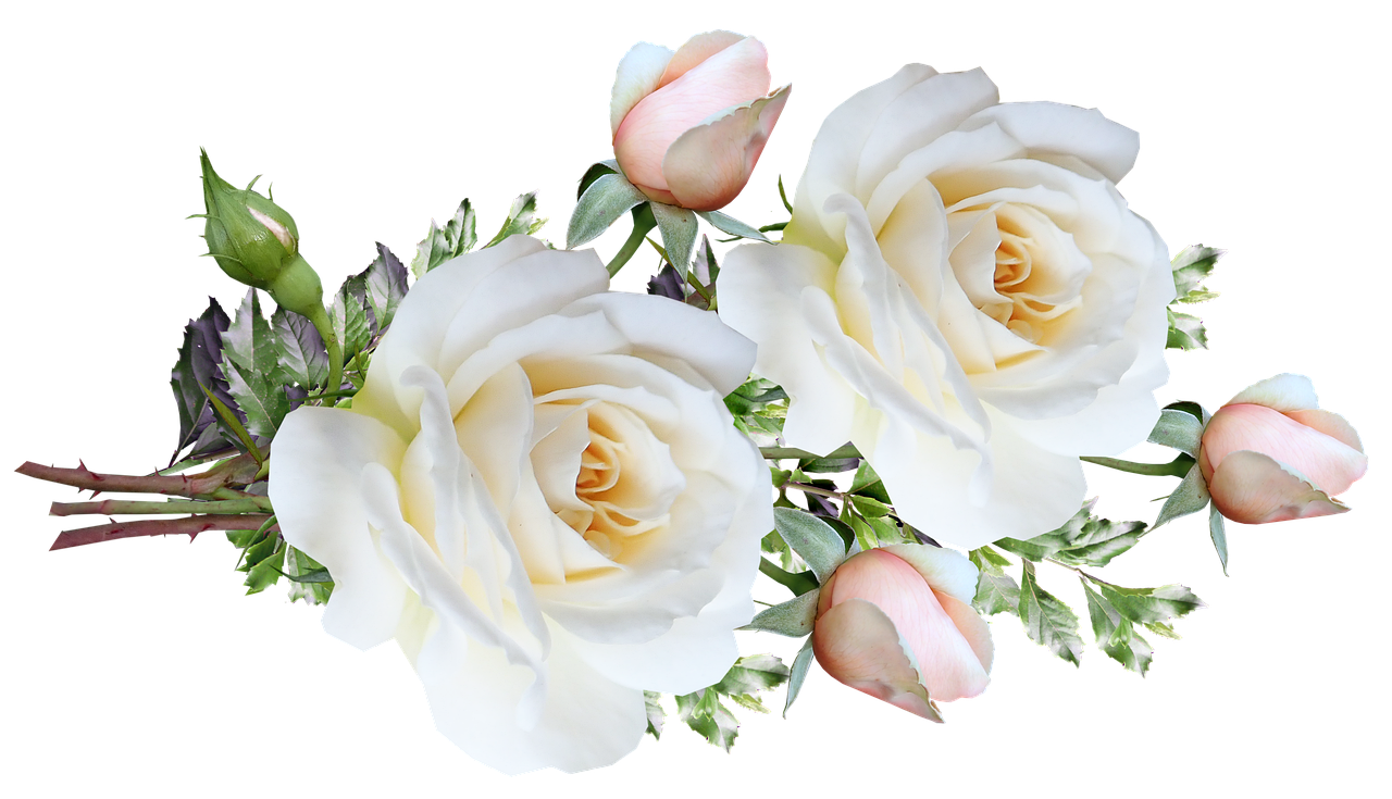 a bunch of white roses sitting on top of a table, a digital rendering, romanticism, banner, with a black background, detailed zoom photo, floral headpiece