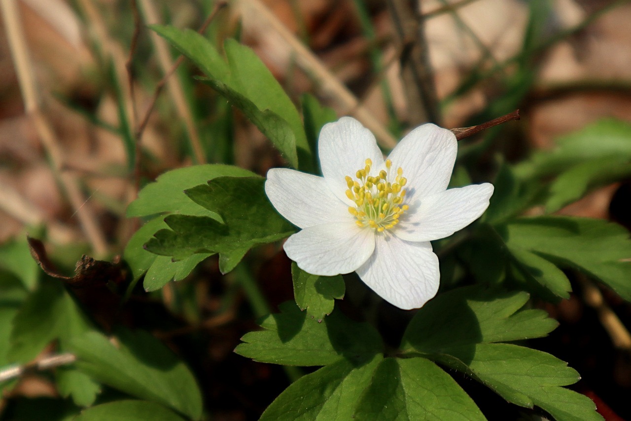 a close up of a white flower with green leaves, by Tom Carapic, flickr, anemones, in a forest glade, wisconsin, lone female