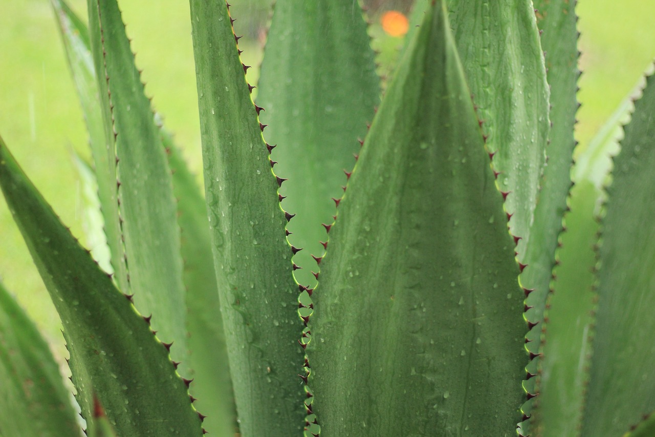 a close up of a plant with lots of green leaves, rows of razor sharp teeth, high res photo