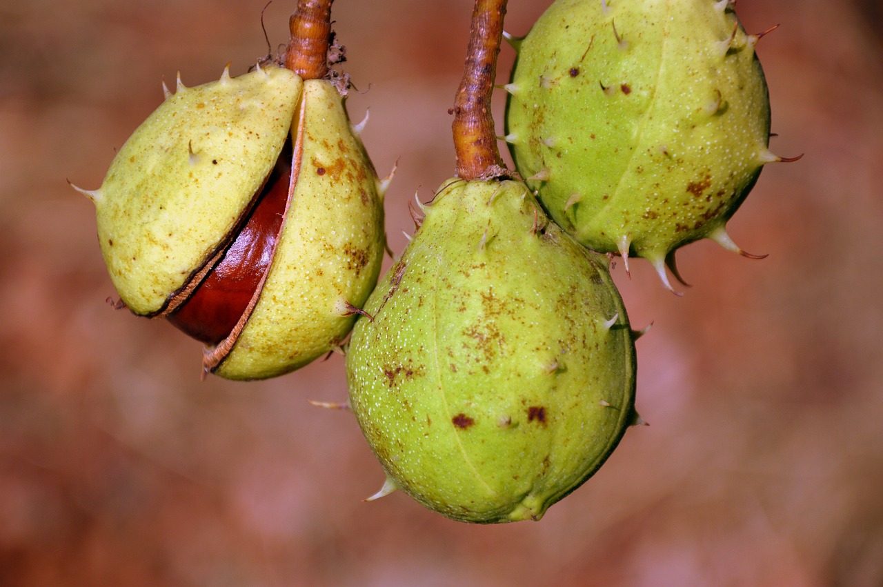 a couple of fruit hanging from a tree, a macro photograph, by Robert Brackman, shutterstock, hurufiyya, oak acorns, trio, taken with a pentax k1000, spiky