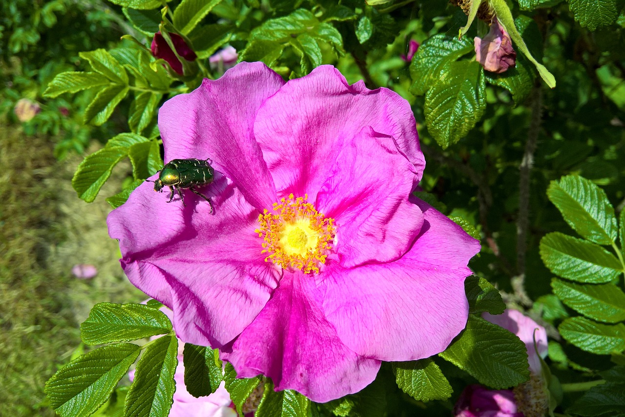 a close up of a flower with a bug on it, by Robert Brackman, rose garden, sunny day, shade, pink bees