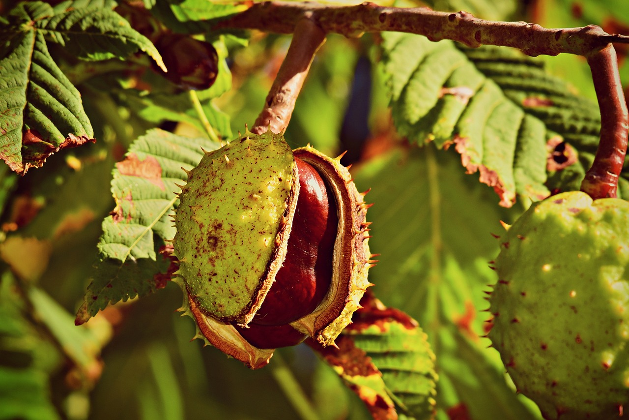 a close up of a fruit on a tree, a photo, chestnut hair, highly detailed saturated, guide, istockphoto