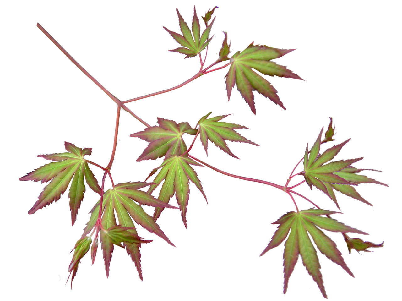 a close up of a plant with green leaves, a digital rendering, by Hasegawa Tōhaku, pixabay, sōsaku hanga, japanese maples, red glowing veins, - h 1 0 2 4, plant specimens