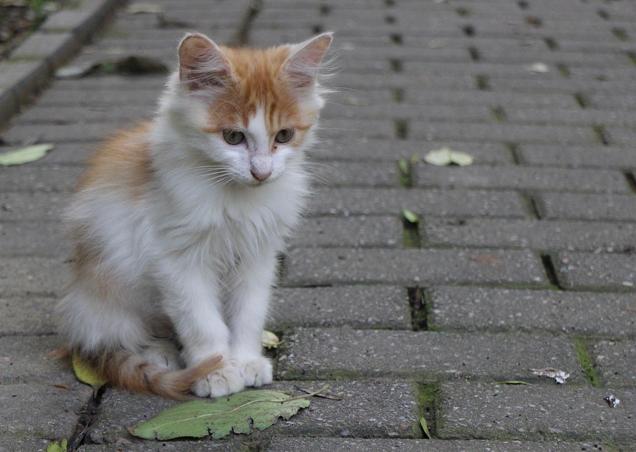 a small orange and white kitten sitting on a brick walkway, by Maksimilijan Vanka, flickr, fur with mud, white male, sitting on a leaf, street life