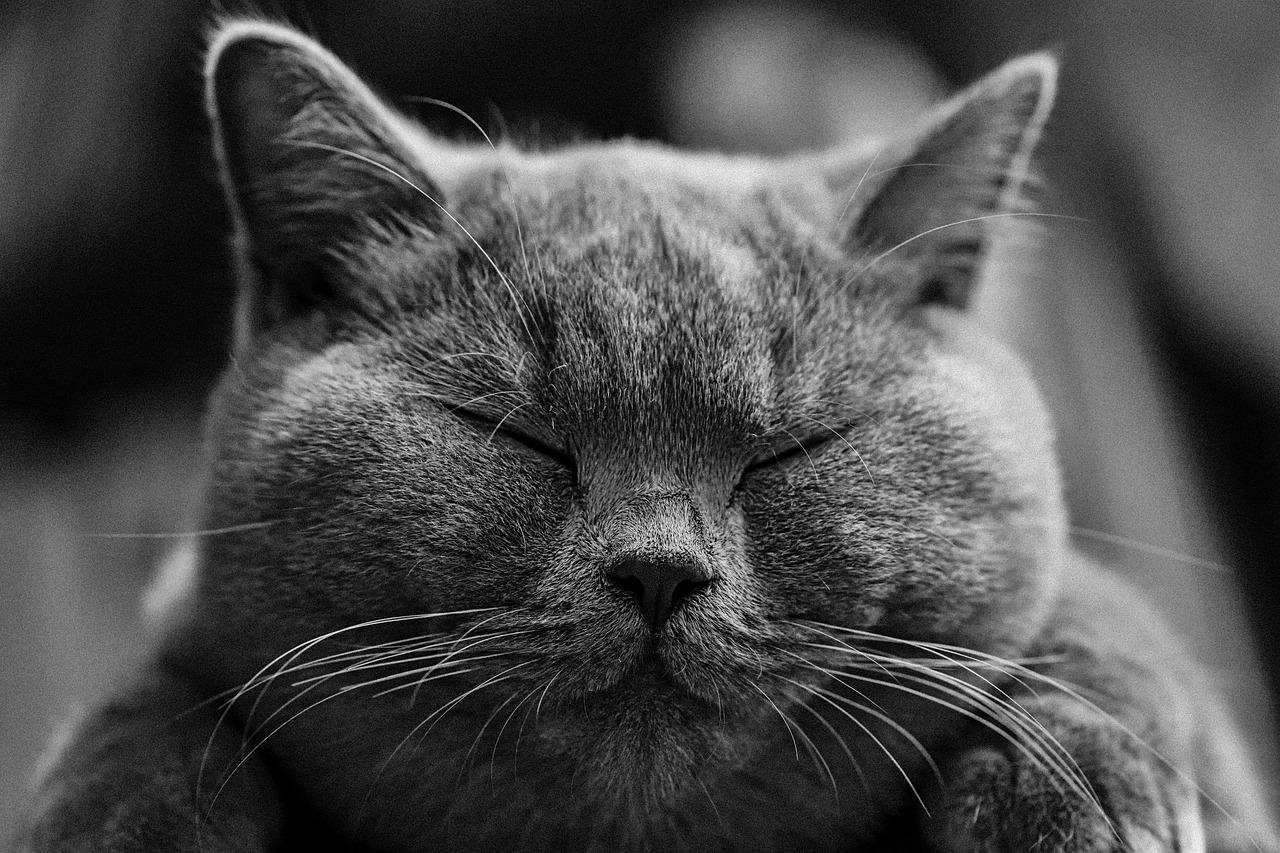 a black and white photo of a sleeping cat, by Alexander Deyneka, phone wallpaper, happy face, at peace, one eye closed