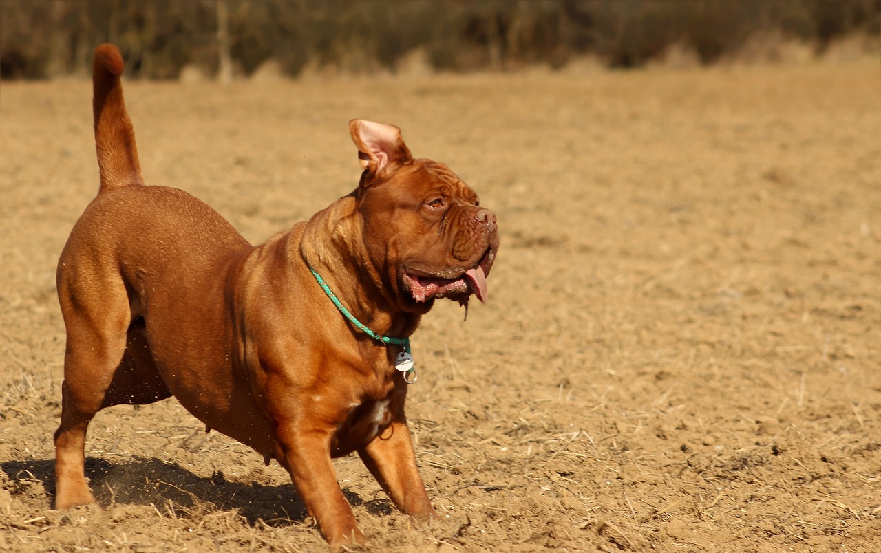 a brown dog running across a dry grass covered field, shutterstock, baroque, wrinkled big cheeks, sienna, reddish, beefy