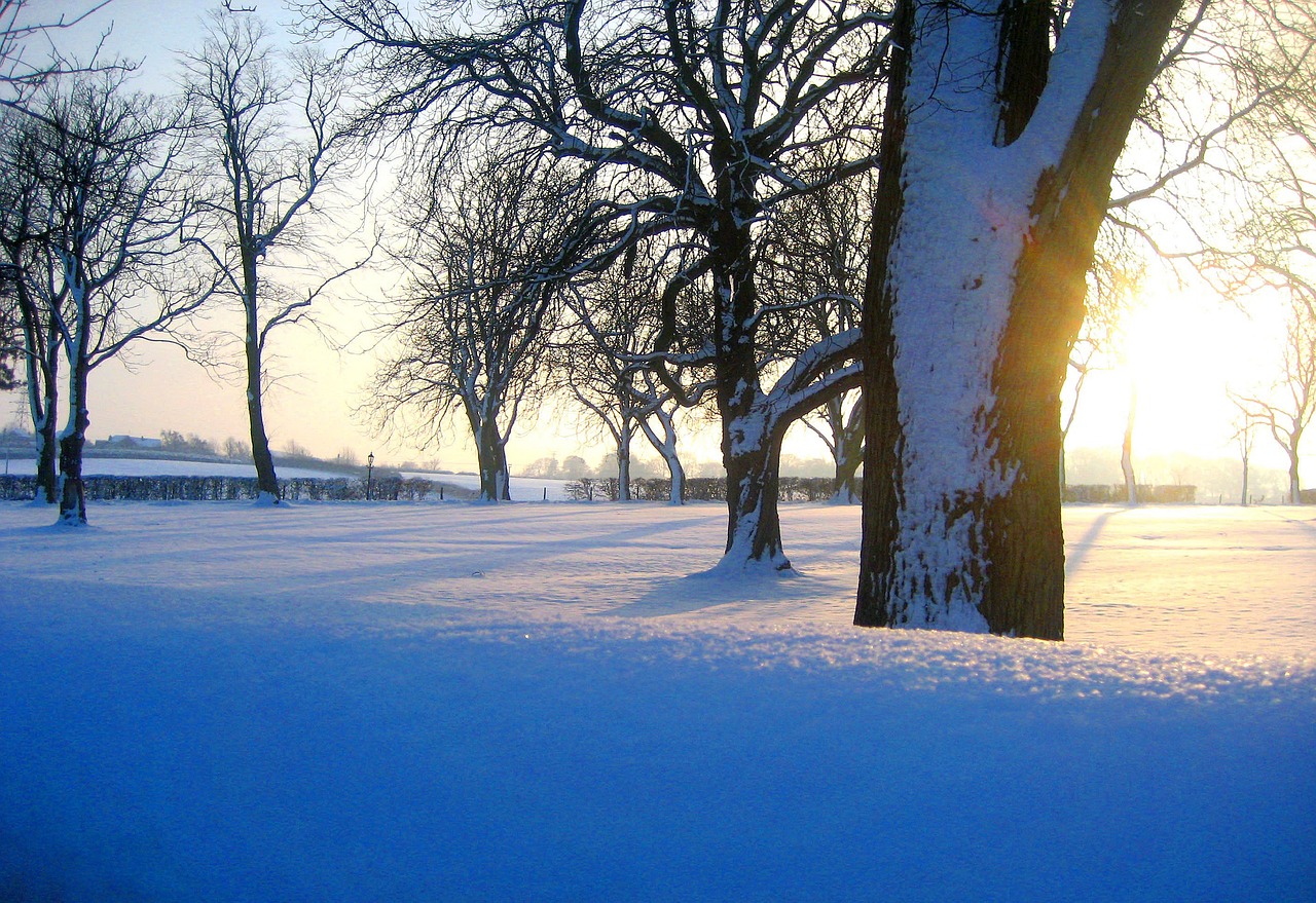 the sun is shining through the trees in the snow, flickr, romanticism, field, 6 4 0, warm shades of blue, yard