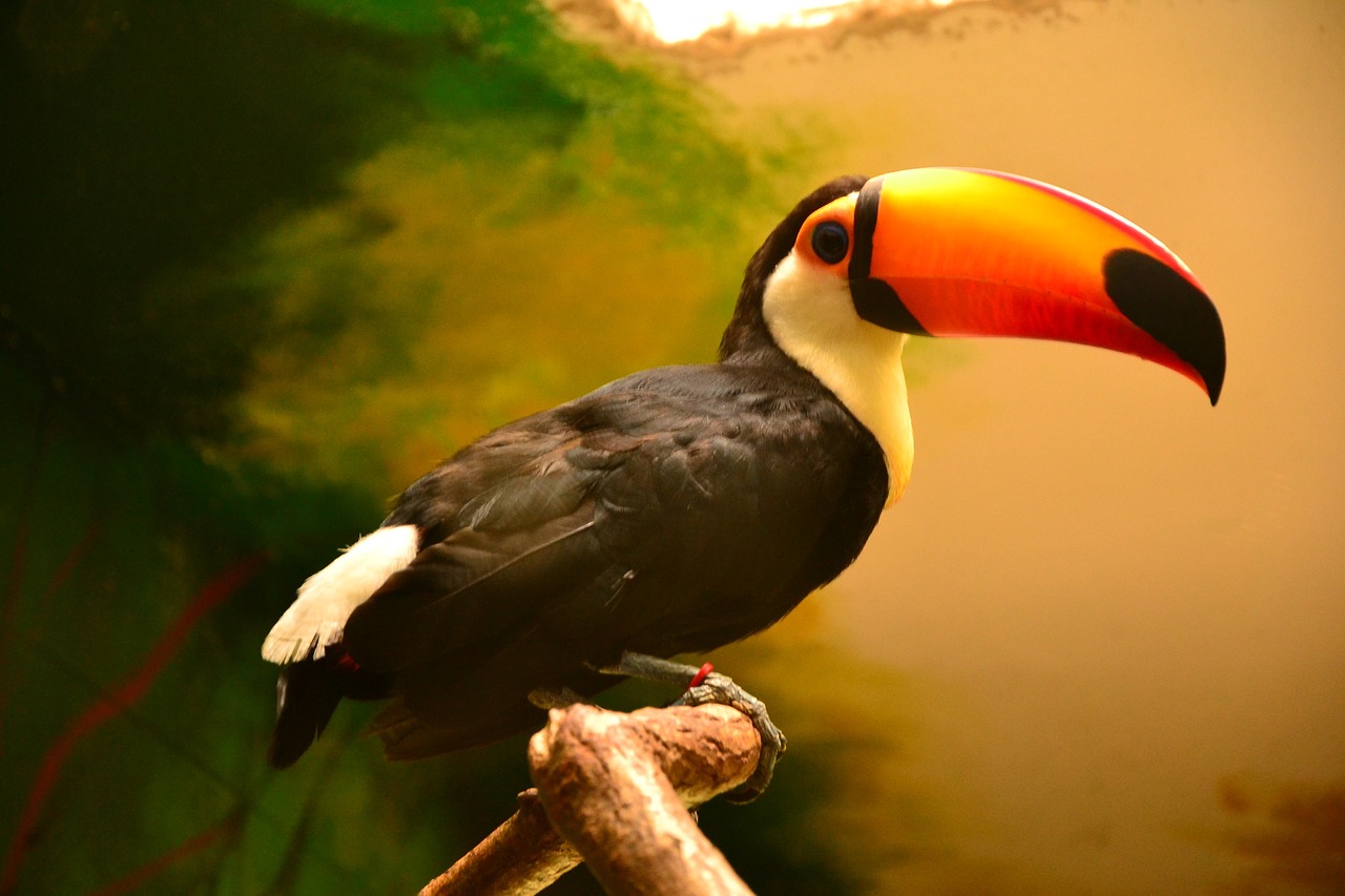 a close up of a bird on a branch, a picture, inspired by Melchior d'Hondecoeter, pexels, sumatraism, big beak, red black white golden colors, iphone wallpaper, 6 toucan beaks