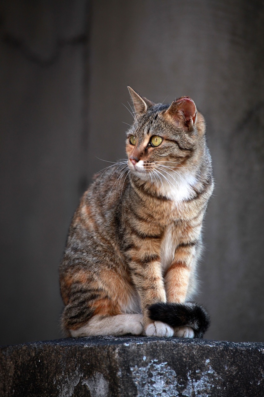 a cat sitting on top of a cement wall, a portrait, by Istvan Banyai, shutterstock, regal and proud robust woman, closeup photo, stock photo