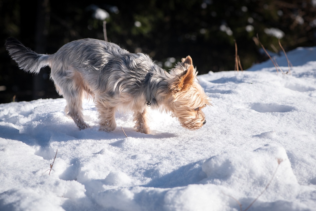 a small dog standing on top of snow covered ground, a portrait, figuration libre, bending over, yorkshire terrier, in the snow mountains, in the sun