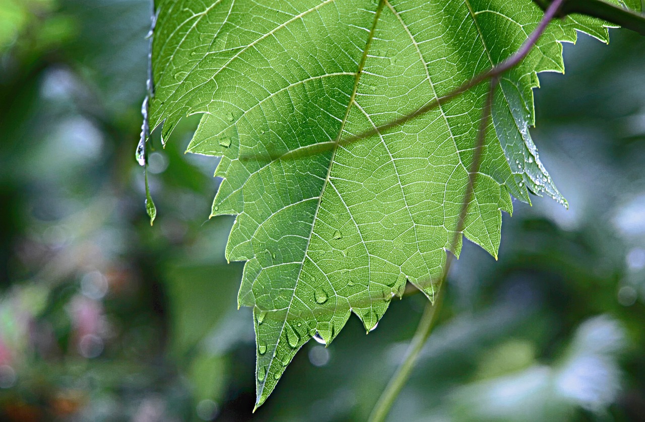 a close up of a leaf on a tree, by Alison Watt, summer rain, grape, scientific photo, michael wellen