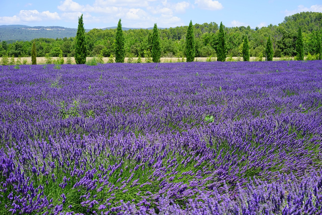 a field of purple flowers with trees in the background, pixabay, color field, in a lavender field in france, 🌻🎹🎼, cannabis - sativa - field, heaven on earth