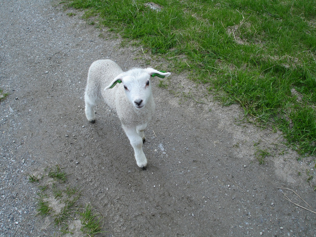 a small white sheep standing on top of a dirt road, by Samuel Scott, flickr, happening, running freely, on the sidewalk, ffffound, just a cute little thing