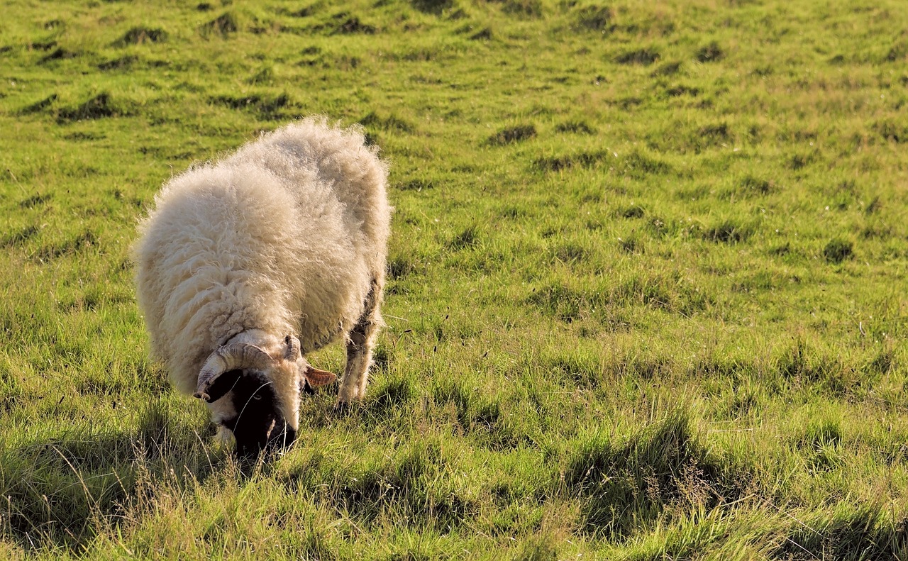 a sheep standing on top of a lush green field, a photo, pexels, eating, bending down slightly, gentle shadowing, older male