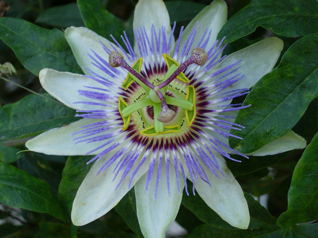 a close up of a flower on a plant, by Robert Brackman, hurufiyya, passion flower, front and center, white and purple, top view