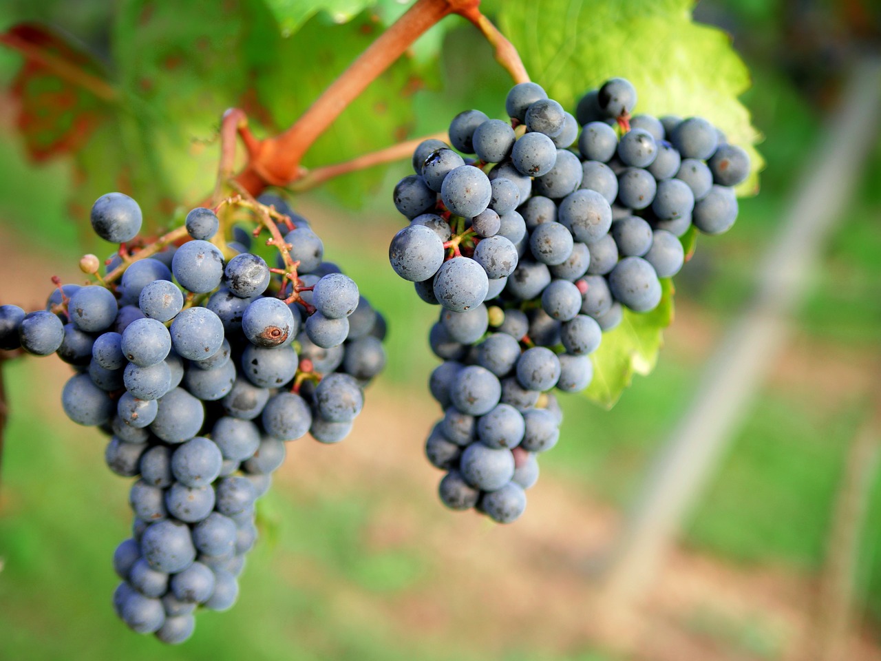 a bunch of blue grapes hanging from a vine, shutterstock, figuration libre, rhode island, depth of field”, reds, marketing photo