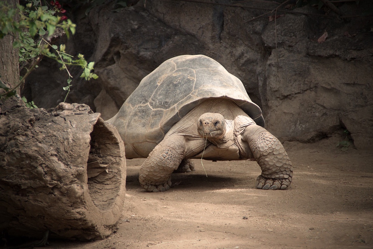a large turtle sitting on top of a dirt ground, by Matt Stewart, flickr, sfw version, graceful face, chunky!!!, chozo