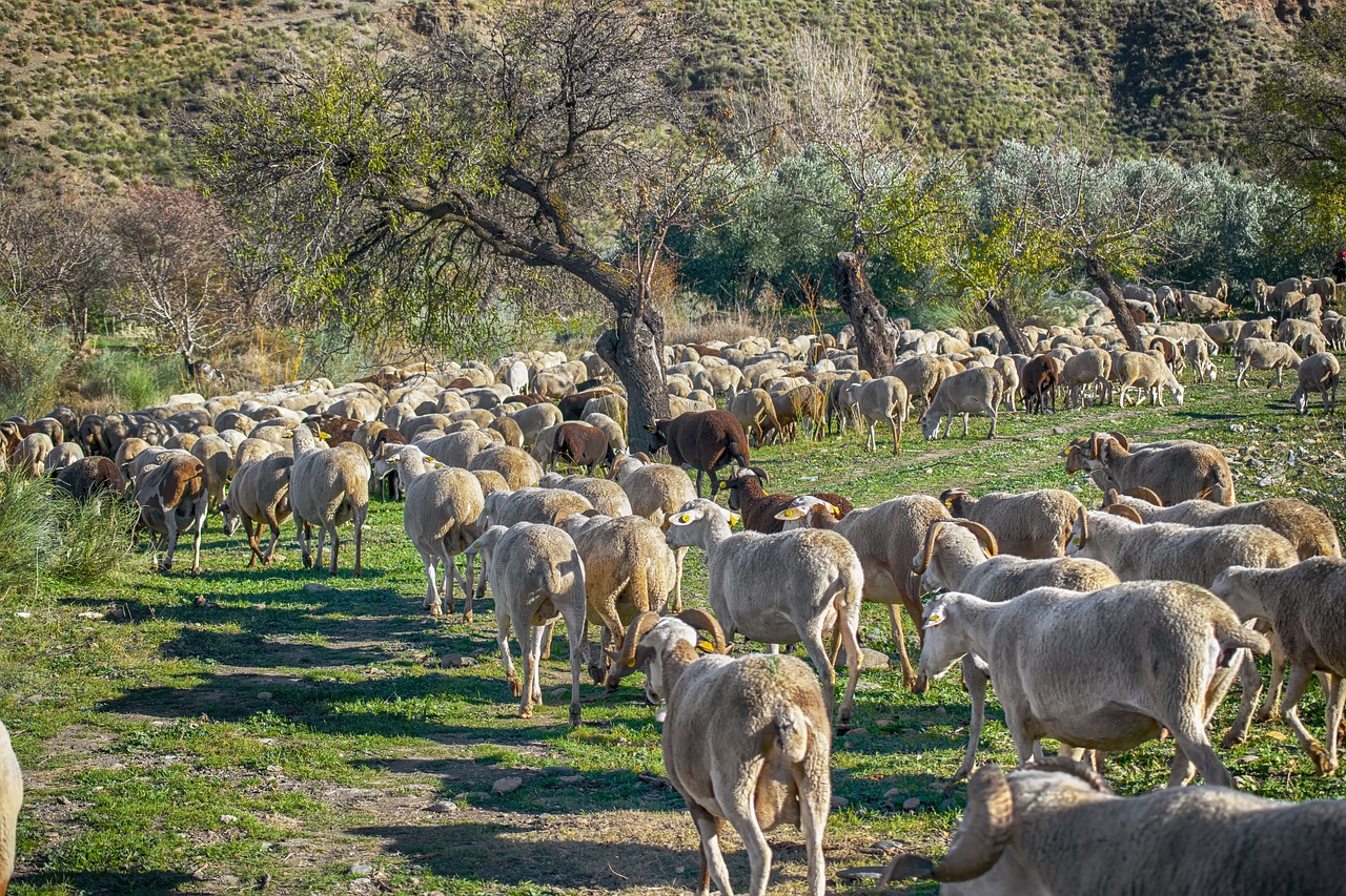 a herd of sheep standing on top of a lush green field, a picture, shutterstock, renaissance, lots of oak and olive trees, turkey, time to climb the mountain path, january