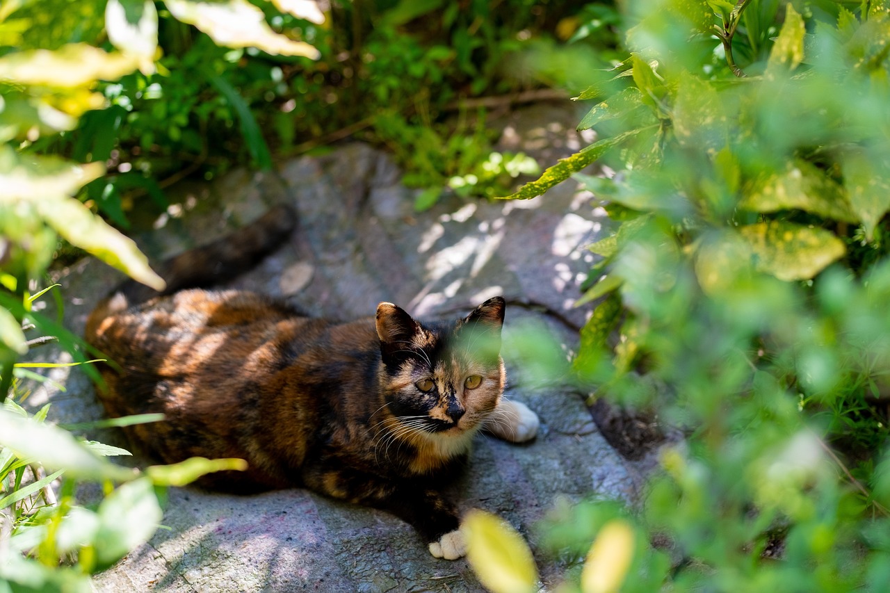 a cat that is laying down on a rock, by Anna Haifisch, ancient garden behind her, color ( sony a 7 r iv, summer afternoon, calico