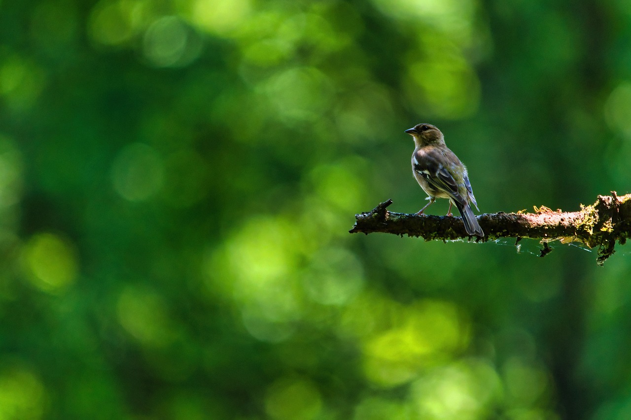 a small bird sitting on top of a tree branch, by Etienne Delessert, unsplash, in green forest, summer morning light, small mouth, img _ 9 7 5. raw