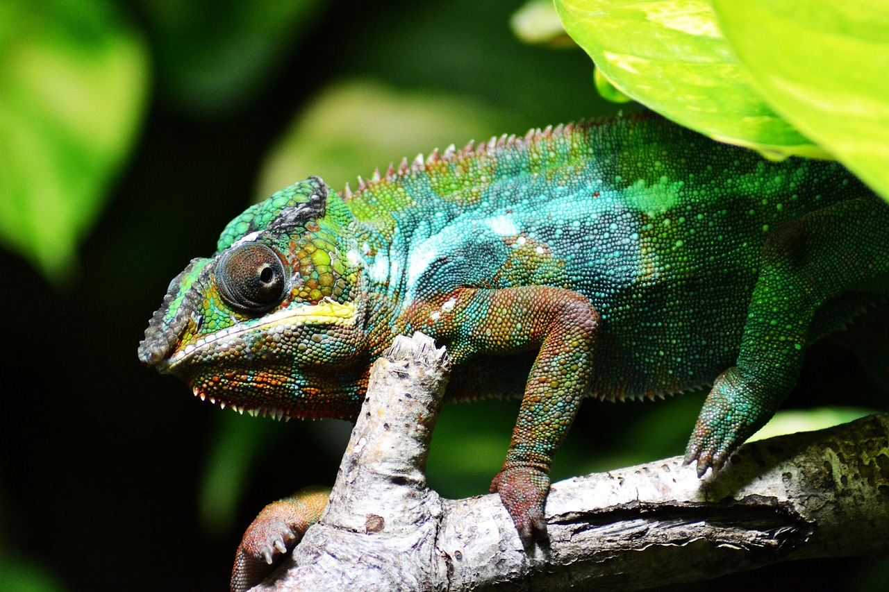 a green and blue chamelon sitting on a branch, pexels, coloured with lots of colour, dragon scales across hairline, lee conklin, dappled