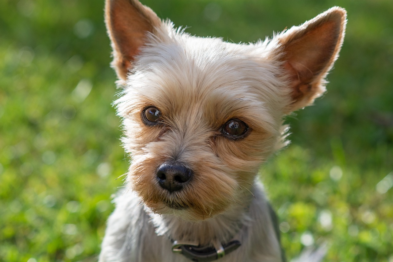 a small dog standing on top of a lush green field, a portrait, by Matt Cavotta, pixabay, renaissance, yorkshire terrier, headshot of young female furry, closeup of an adorable, photo of head