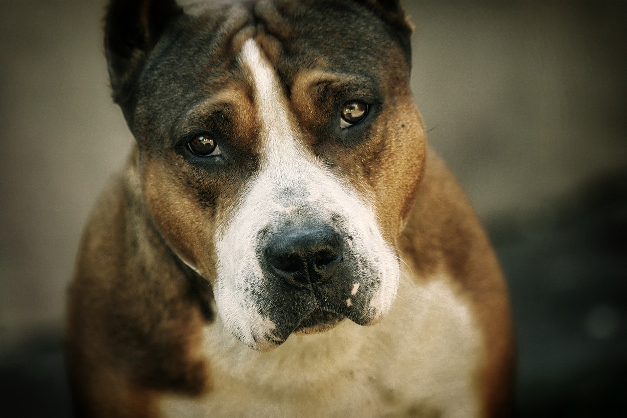 a close up of a brown and white dog, by Aleksander Gierymski, flickr, renaissance, pitbull, brutal violence, rock star, sad